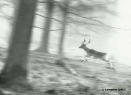 GFaut_daim3tcw.jpg - Retro 1973 - Daim en forêt de Saint Amand